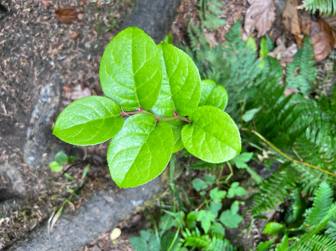 Salal in Ilwaco, WA