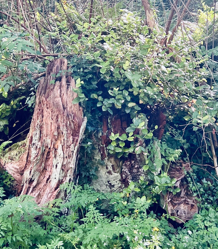 Nurse Stump in Lincoln City, OR fostering a liminal, constantly changing, space for decay and new life.