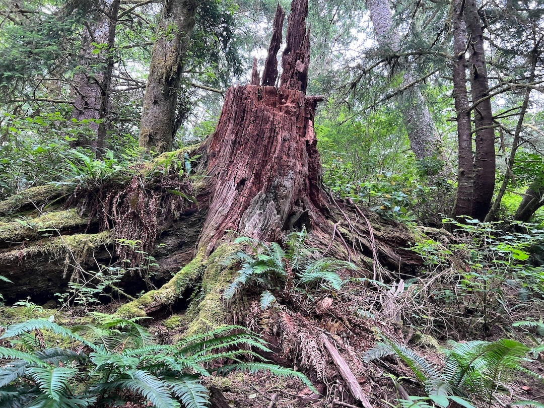 Nurse Stump in Ilwaco, WA, fostering a liminal, constantly changing, space for decay and new life.